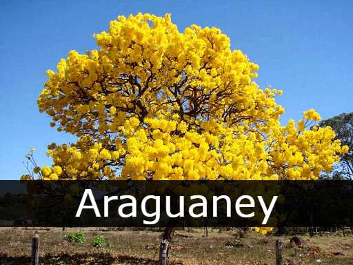 El Araguaney