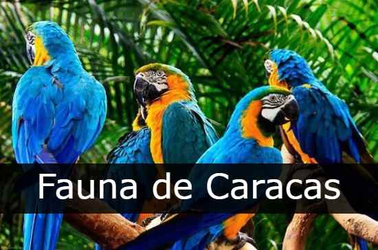 Fauna de Caracas