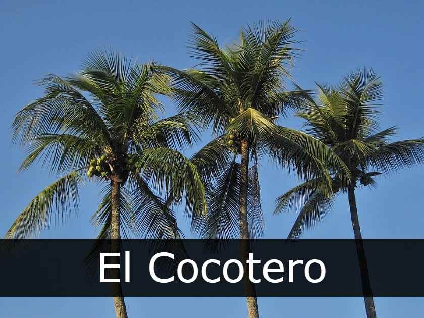 Cocotero