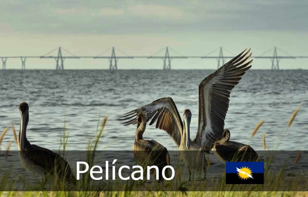 Pelicano pájaro buchón